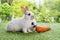Easter animals family bunny concept. Two adorable newborn white, brown and gray baby rabbit eating fresh orange carrot white