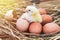 Easter baby chicken with broken eggshell in the straw nest