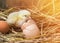 Easter baby chicken with broken eggshell in the straw nest