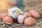 Easter baby chicken with broken eggshell in the straw nest