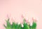 Easter background. Bright pink eggs and vivid spring blooming tulips and fresh grass over pink background