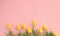 Easter background. Bright yellow eggs and vivid spring blooming tulip flowers and fresh grass over pink background