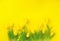 Easter background. Bright yellow eggs and vivid spring blooming tulips and fresh grass over yellow background