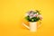 Easter background with object decorative colorful plastic flower in watering can on yellow background decorate and text copy space