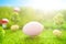 Easter background with pink Easter eggs on green grass in pastel colors in spring of Dreamland or fairy world