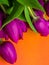 Easter background with purple tulips copy space
