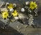 Easter background, quail eggs and yellow chrysanthemum over wooden background