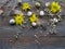 Easter background, quail eggs and yellow chrysanthemum over wooden background