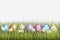 Easter background with realistic 3d colorful eggs, and daisy flowers on transparent backdrop