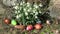 Easter background, snowdrops in wind and colored eggs on grass