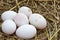 easter background, white chicken eggs