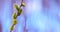 Easter background, willow branch with catkins on a blurred background