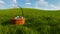 Easter basket with colorful eggs among green grass