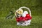 Easter Basket with Golf Balls and Flowers