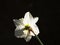 Easter bell as a plant, narcissus, daffodil,leaves in background, look the backside