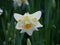 Easter bell as a plant, narcissus, daffodil, withe yellow,leaves in background, look in the inner. more daffodil in background