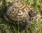 Easter box turtle looking at me.