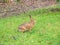 Easter brown hare, Lepus europaeus. Peebles, Scotland