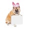 Easter Bunny Akita Dog Carrying Blank Sign