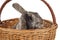 Easter bunny in the basket