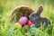 Easter bunny basket with brown rabbit and easter eggs colorful on meadow on spring green grass background outdoor decorated for