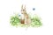 Easter bunny with a basket of eggs. on the meadow watercolor illustration. Funny cute little rabbit on the green grass. Traditiona