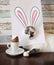 Easter bunny cat eating chocolate egg. Blue-eyed kitten with rabbit ears painted on white sheet