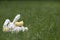 Easter Bunny and Chick Sleeping in Grass