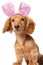 Easter bunny dachshund