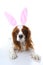 Easter bunny dog. Dog puppy with rabbit ears. Celebrate easter with cute cavalier king charles spaniel photo. Dog wearing rabbit c