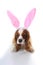 Easter bunny dog. Dog puppy with rabbit ears. Celebrate easter with cute cavalier king charles spaniel photo. Dog wearing rabbit c