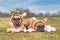 Easter bunny dogs showing pair of French Bulldogs dressed up with rabbit ear headband costume lying outdoors on grass surrounded b