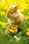 Easter bunny and duckling on yellow dandelion meadow.