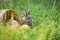 Easter bunny and Easter eggs on green grass outdoor Colorful eggs in the nest basket and little rabbit