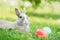 Easter bunny and Easter eggs on spring green grass. Cute rabbit