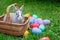 Easter bunny and Easter eggs on spring green grass. Cute rabbit