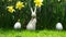 Easter bunny and egg in the daffodil flowers garden, nature background. Happy Easter holiday