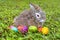 Easter Bunny With Eggs In The Grass