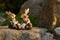 Easter bunny family in a garden