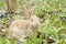 Easter Bunny on a flowering meadow. Hare in a clearing of blue flowers