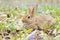 Easter Bunny on a flowering meadow. Hare in a clearing of blue flowers