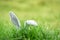 Easter bunny on green grass outdoor Ear rabbit on field spring meadow