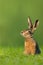 Easter bunny / hare sitting in meadow