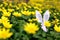 Easter bunny hidden on a flower meadow, yellow spring flowers on a meadow of green grass. Concept spring, ears hare