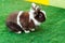 Easter bunny. Home decorative rabbit outdoors. Cute little bunny. Cute dwarf decorative fluffy rabbit. Bunny on green grass