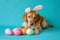 Easter bunny labrador: colored eggs on blue background - holiday concept