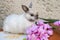 Easter bunny near spring wreath. Little dwarf rabbit