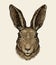 Easter bunny. Portrait of hare, sketch. Vintage vector illustration