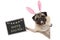 Easter bunny pug puppy dog with ears, eggs and blackboard with text happy easter