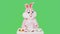 Easter Bunny or rabbit or hare is painting eggs, prepares celebrates Easter isolated on chromakey or green background